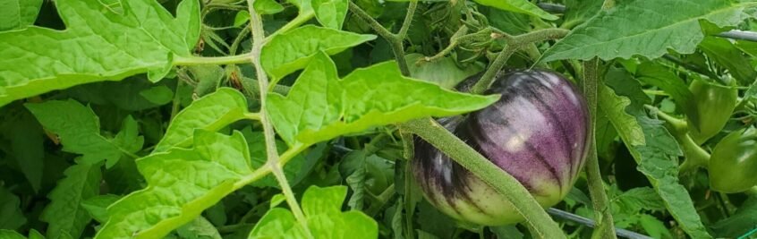 My favorite tomatoes always get a place in my garden, Sart Roloise. They can have a tendency to crack, however, they heal over quickly unlike other varieties. This is why I keep space for them. 