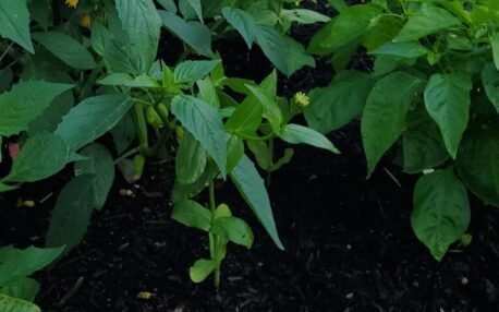 The bare soil in the photo above is great opportunity to spread some lettuce seed. 