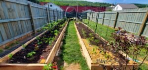 Photo shows raised garden bed style with 2 rows that are roughly 50 feet long, 3 feet wide, and 1 foot tall.  Materials for garden beds were sourced locally. 