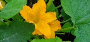 Flowers on Zucchini Planted for Fall Garden