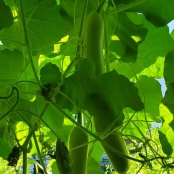 Cucuzzi squash hang from an arched cattle panel. 