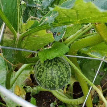 A tiger melon hangs from it's vine in the garden.