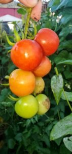 These tomatoes will be set aside so for saved seeds. 