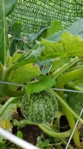 A tiger melon hangs from it's vine in the garden.