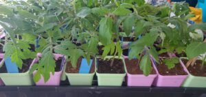 This photo shows 2.5 inch pots with tomato starts soaking up some sun while they are hardened off before going out to the garden. 