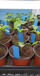 Pictured are pepper plants that have been up-potted. They still sit on the grow rack inside the house.