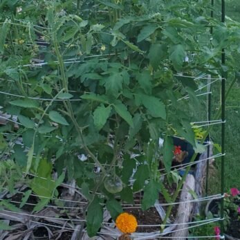 I chose to support plants in this photo with the garden stakes and rope method. The tomatoes are unruly and pulling at the rope. 