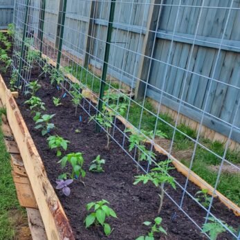 This photo shows how to support plants with a cattle panel. The tomatoes have reached the cattle panel and are ready to be tied up. 