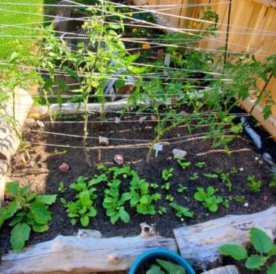 This is my second season garden where I used garden stakes and string for support. 