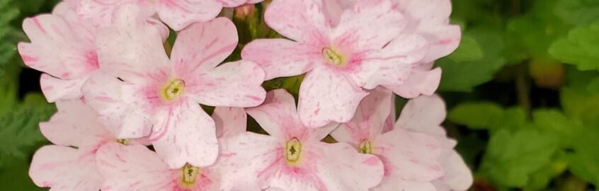 Attract pollinators with flowers that grow in clusters like this lovely pale pink verbena. 