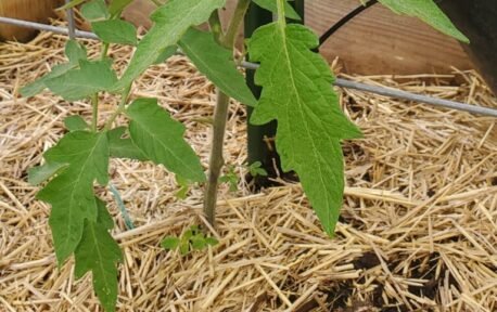 In the photo, you see that the base of this tomato plant has been protected with a layer of straw.