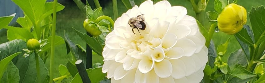 Attract pollinators with Dahlias in pots next to your food garden. 