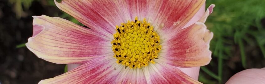 Cosmos are lovely but easily reseed. I keep these in their own flower bed away from my food garden. 