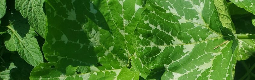 Pictured above is a squash plant that has a silvery pattern that is NOT powdery mildew. You can tell by looking at more than one leaf that this is normal for this plant. 