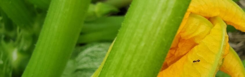 I also need natural pest control here for these squash plants. In the morning, when the flowers are open, there are ants climbing all over the inside of the flowers. 