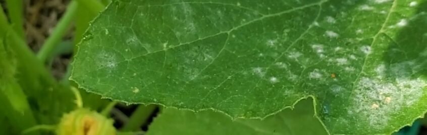 Seen above is a squash leaf with powdery mildew. You can see that there is no pattern here. It is heavy in a single spot and then spread out randomly on the rest of the leaf. 