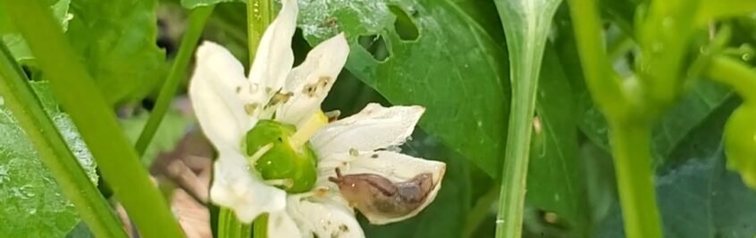 Exhibit A for Needing Natural Pest Control. This slug is sitting on a flower of a pepper plant. See the holes in the leaves in the background? That is a well-fed slug. 