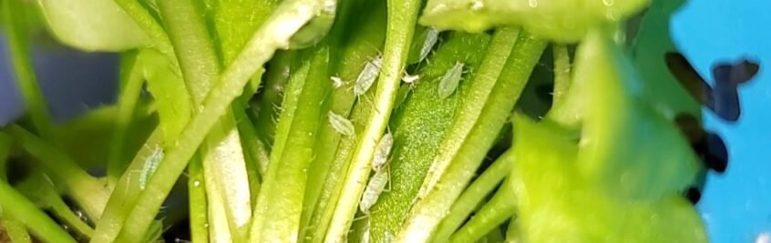 Pictured here are aphids chowing down on my English Daisy. 