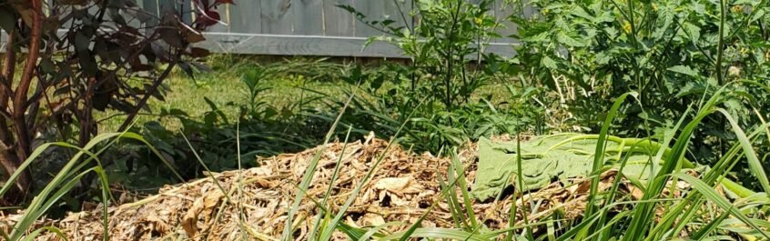 Seen in this photo is a temporary compost pile. It typically gets only foliage, but sometimes tomatoes land here. You can see some volunteer tomatoes in the right hand corner as a result. 