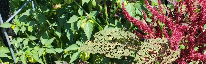 Seen on the right hand side of this photo is Amaranth. You can tell the bugs have had a feast if you look at the leaves. However, if you look at the tomatillo in the foreground, you can see it is relatively untouched by pest damage. 