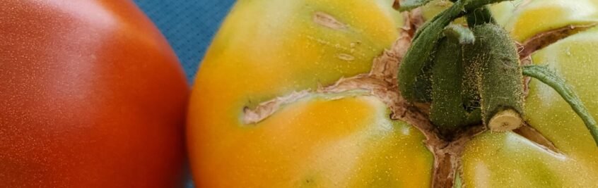 This yellow tomato has deep cracks by the stem. It is likely the top will have to be cut away, but the bottom should be edible. 