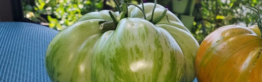 The tomato in this photo is a Green Zebra. It is meant to be eaten green. This one will be fried in the skillet. 