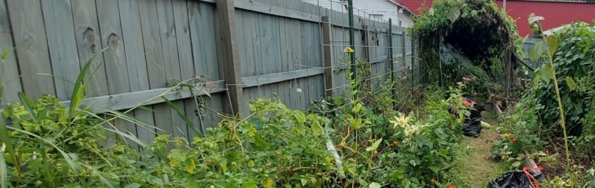 In this photo, you see trash bags down the middle of the row. This was my fall clean up from last season before I knew about my local green dump site. 