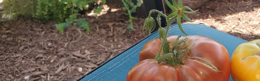 You can see that the red tomato has split and started to heal. It does not seem to have bug damage, so it will be taken inside and used. 