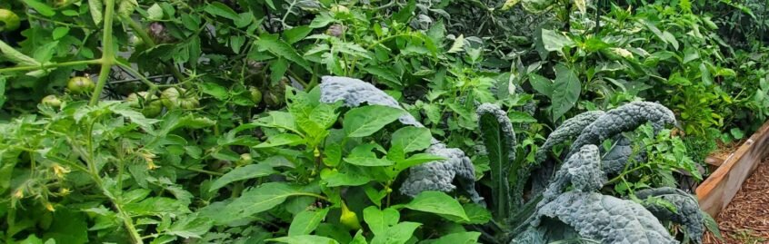 As seen in the photo above, I keep a compact garden space. There isn't any bare soil to be seen, and when there is, it has straw over it to hold in moisture and protect from weed seeds. 