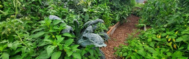 In this photo, you see that I have mulched my garden walkway. This was important for me to avoid having to mow this area. It is a time saver for me. 