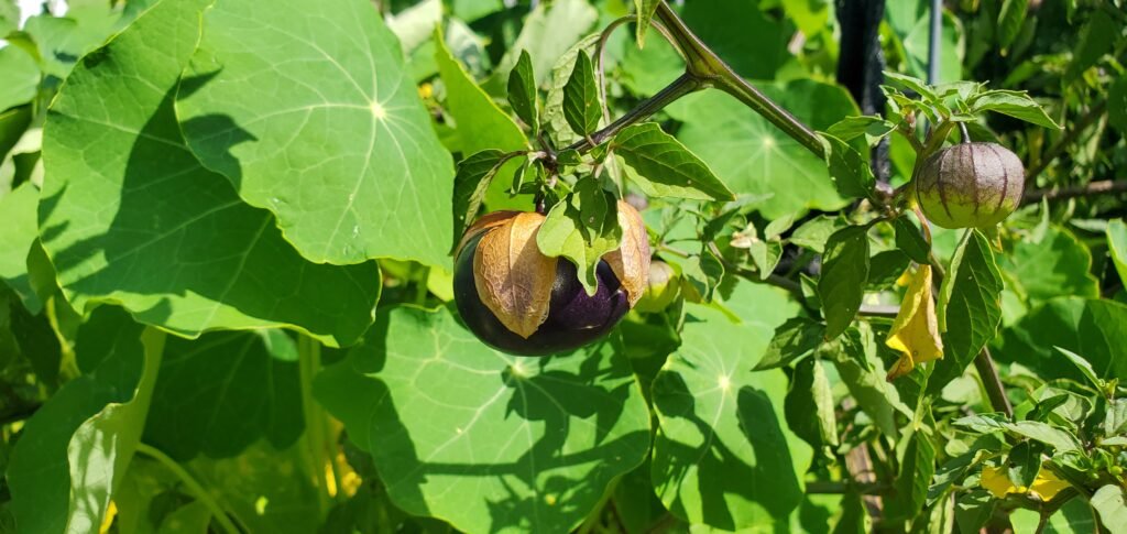 Pictured above are tomatillos. These are native to Mexico and Central America, and therefore thrive in warm climates. They are frost tender and will perish with first frost. 