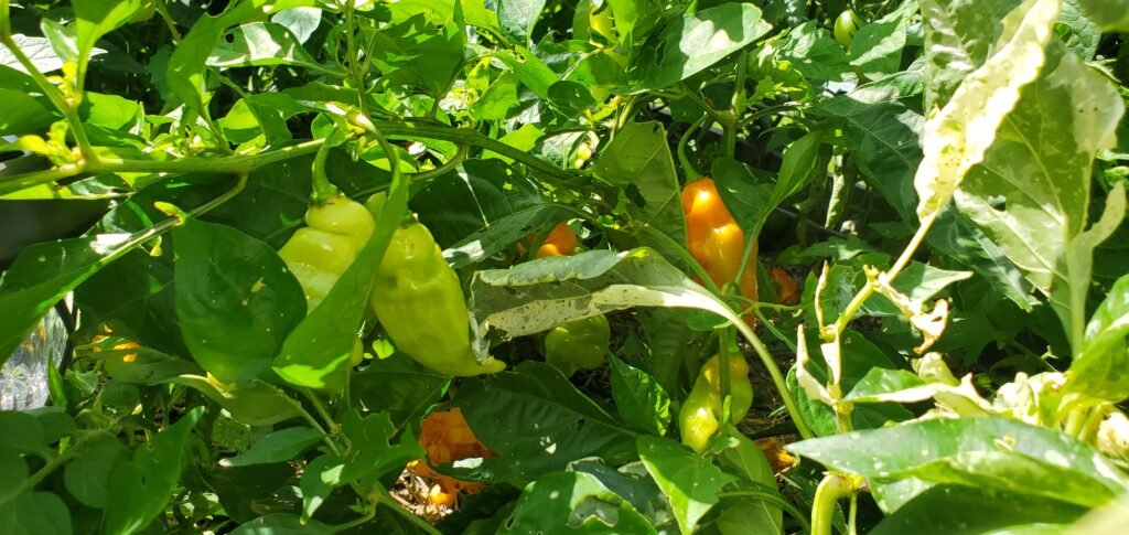 You can see in the photo above that some orange habanadas are peaking through in the back. However, there are some in the forefront that have not yet turned. Peppers that have not yet ripened before first frost will be picked and also set on counter to turn in the kitchen. 