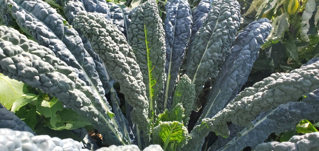 This gorgeous dinosaur kale will survive a light frost. Many gardeners will tell you that a frost will make kale taste sweeter. 