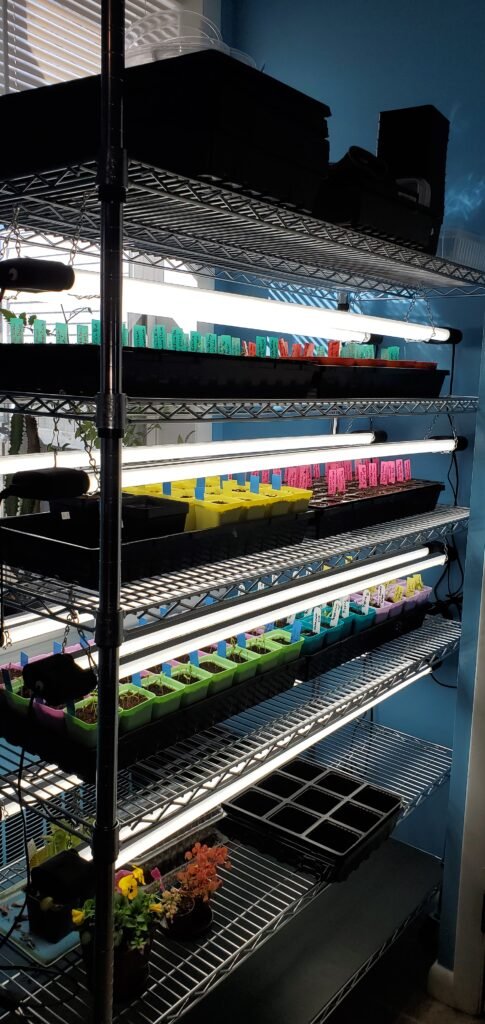 This growing rack is a wire shelving unit from Sam's Club. It is by far one of my favorite parts about my growing setup. If I were to turn the trays in this photo, 4 would sit across each shelf. The lights can be adjusted. My favorite, it rolls around easily even when fully loaded with trays. 